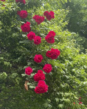 Bahçede güzel kırmızı güller