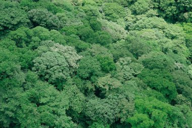 Yeşil orman ve ağaçlar, doğa bitki örtüsü ve yeşillik ortamı