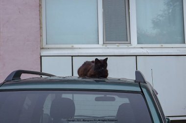 Kara kedi çatıda oturuyor..