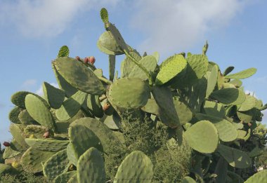 Bahçedeki yeşil kaktüs