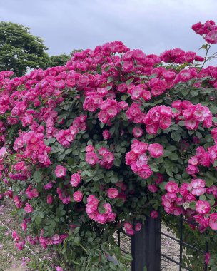 Güzel botanik fotoğrafı, doğal duvar kağıdı.