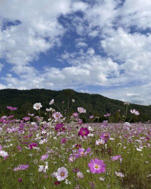 Tarladaki güzel çiçekler