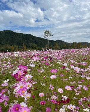 Tarladaki güzel çiçekler