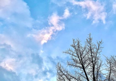 Ormanın güzel manzarası