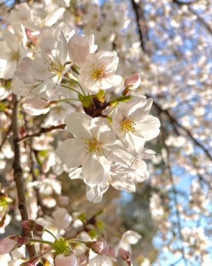 Ağaçtaki beyaz çiçekler