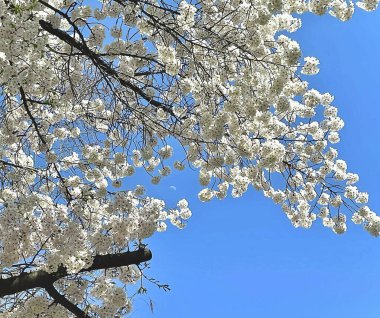 Bahçede güzel bahar çiçekleri