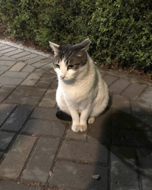 Köpek yerde oturuyor.