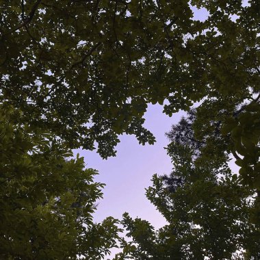 Ormanın güzel manzarası