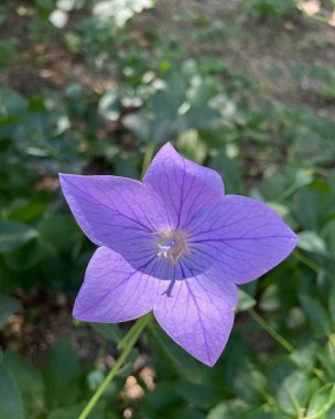 Bahçedeki güzel çiçekler