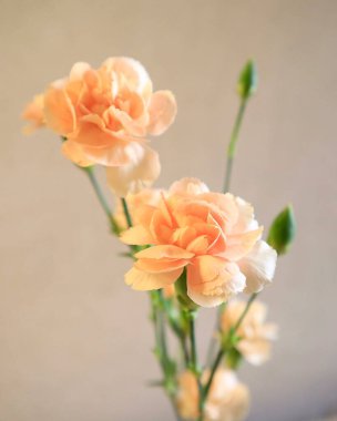 Beyaz arka planda güzel bir buket çiçek.