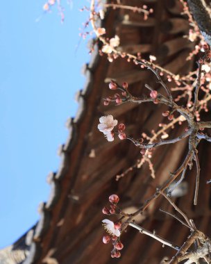 çiçekli ağaç dalı