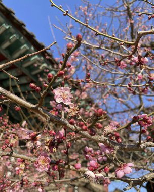 Bahçedeki güzel çiçekler