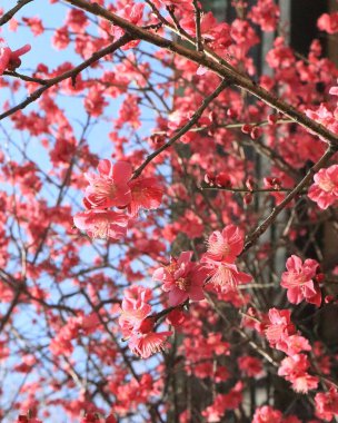 Güzel botanik fotoğrafı, doğal duvar kağıdı.