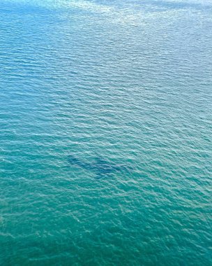 Deniz yüzeyindeki güzel bir kuşun dikey görüntüsü.