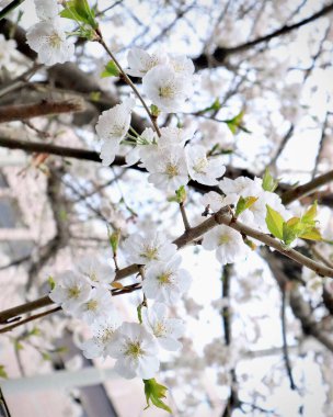 Bahçede güzel bahar çiçekleri