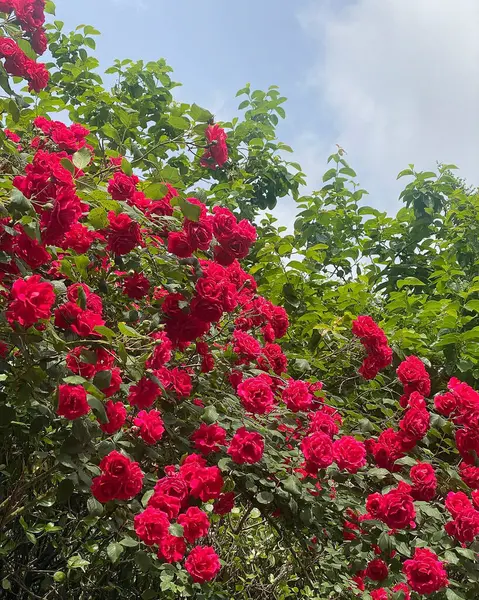 Bahçede güzel çiçekler, flora