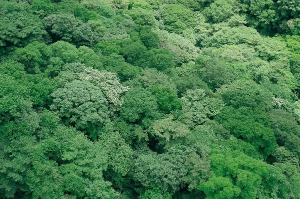 Yeşil orman ve ağaçlar, doğa bitki örtüsü ve yeşillik ortamı