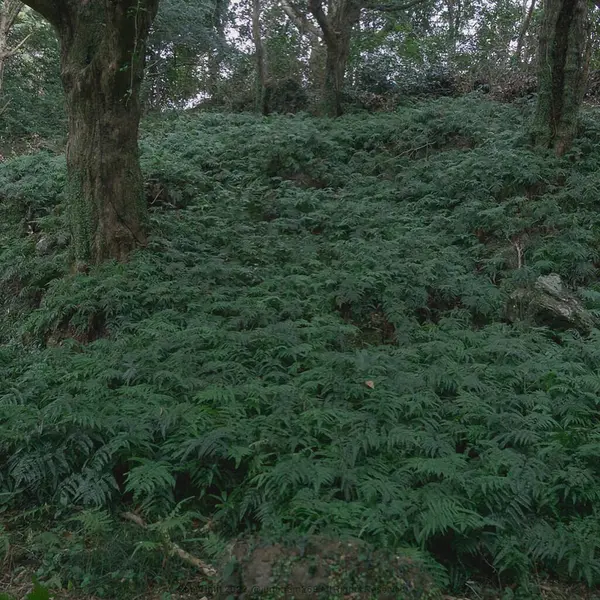 Ormanın güzel manzarası