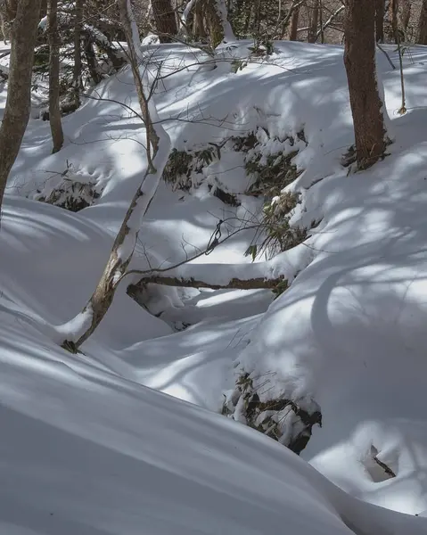 Karla kaplı ağaçlarla kaplı kış manzarası