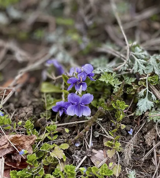 Bahçedeki güzel çiçekler