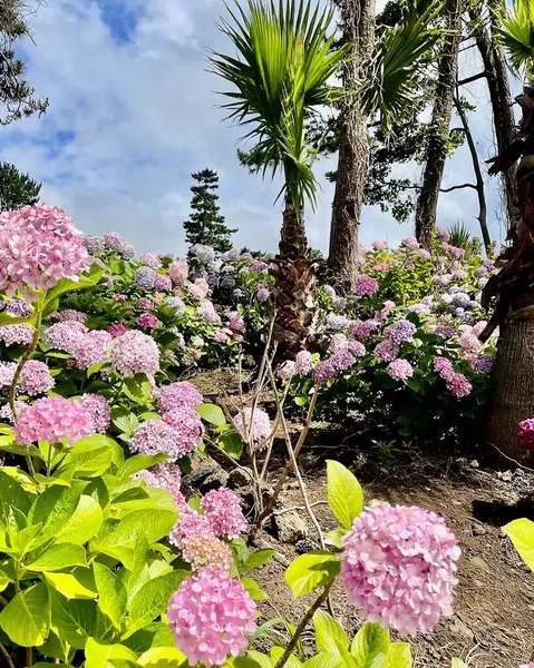 Bahçedeki güzel çiçekler
