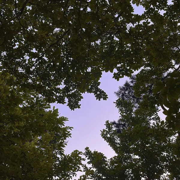 Ormanın güzel manzarası