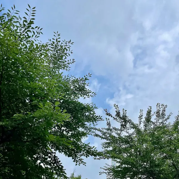 Ormanda yeşil yapraklar