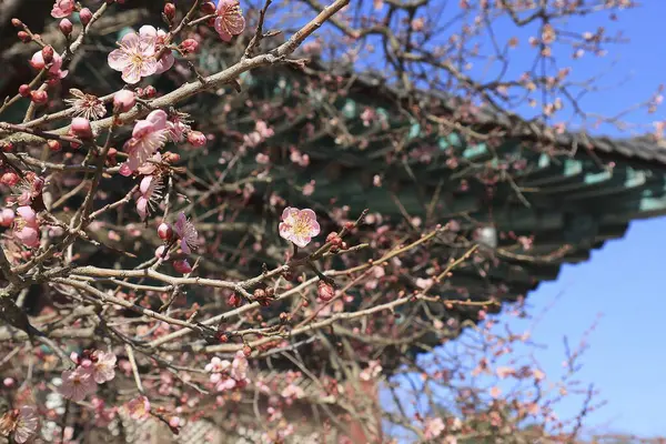Güzel botanik fotoğrafı, doğal duvar kağıdı.