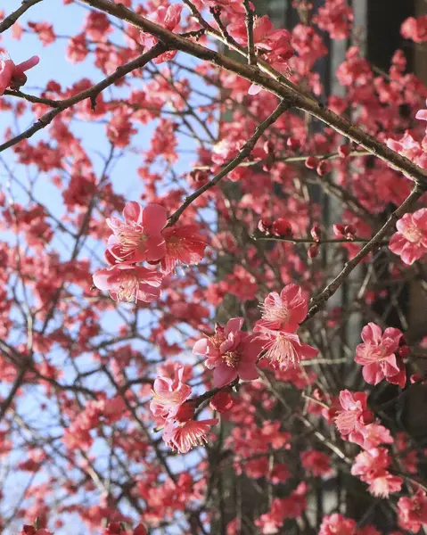 Güzel botanik fotoğrafı, doğal duvar kağıdı.