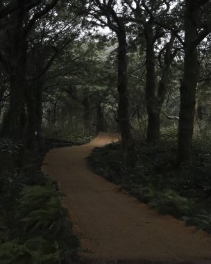 Ormanın güzel manzarası