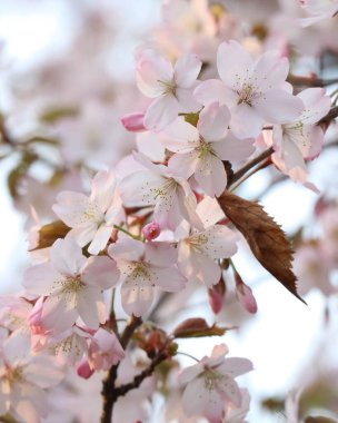 Bahçedeki güzel çiçekler