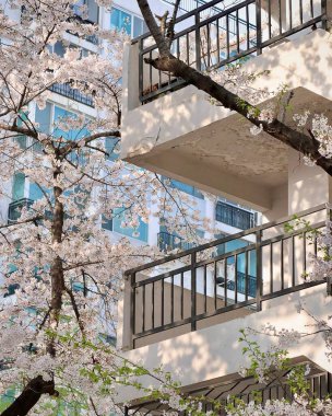 Şehirde kiraz çiçekleri var.