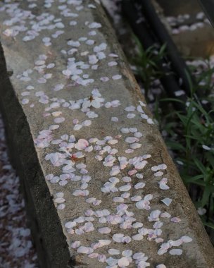 Parktaki güzel çiçekler.