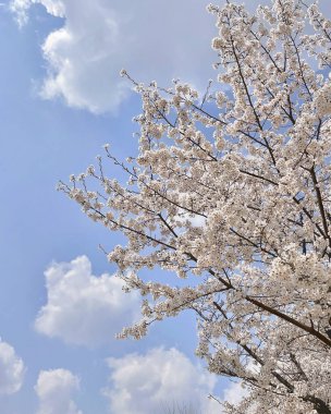 İlkbaharda kiraz çiçekleri