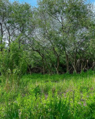 Ağaçlar, bitkiler doğada