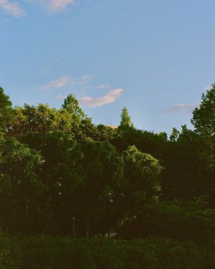 Ormanda yeşil yapraklar