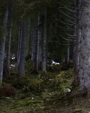 Dağlardaki güzel orman