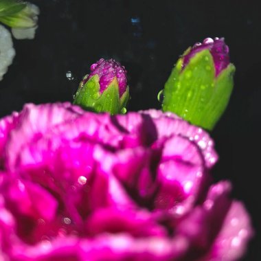 Çiçekteki su damlaları, kapatın.