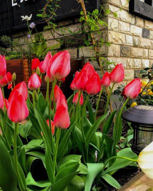 Bahçedeki güzel çiçekler