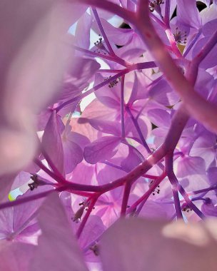 Güzel botanik fotoğrafı, doğal duvar kağıdı.