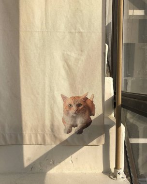 Pencerede yatan kedi