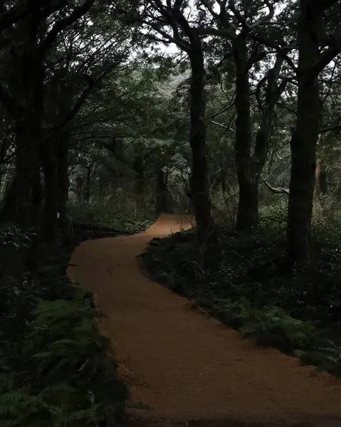 Ormanın güzel manzarası