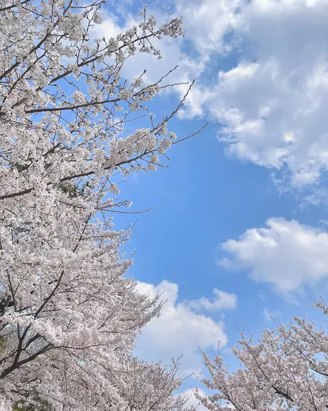 İlkbaharda güzel kiraz çiçekleri, Japonya