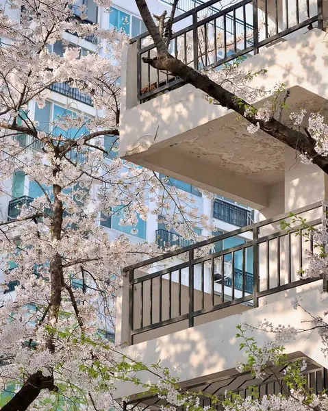 Şehirde kiraz çiçekleri var.