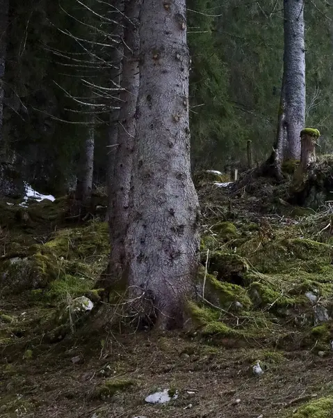 Ağaçlar ve yosunlarla kaplı bir ormanın dikey görüntüsü.