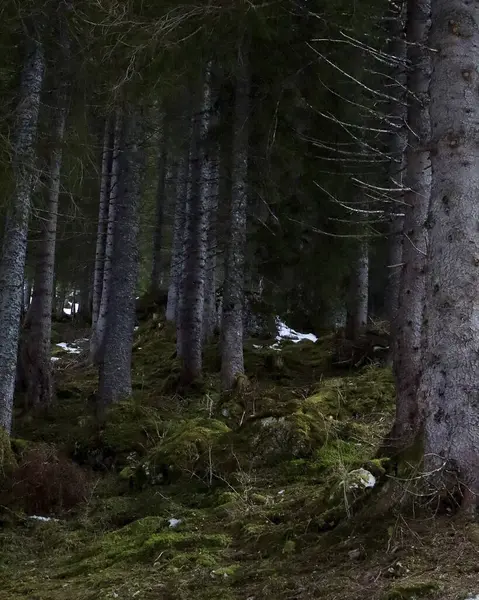 Dağlardaki güzel orman