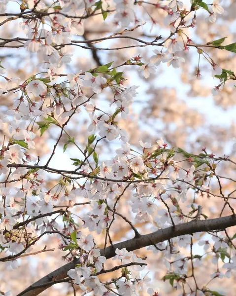Güzel botanik fotoğrafı, doğal duvar kağıdı.