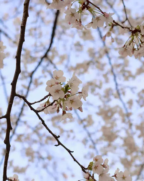 Bahçedeki güzel çiçekler