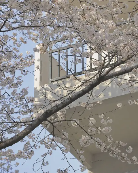Güzel botanik fotoğrafı, doğal duvar kağıdı.