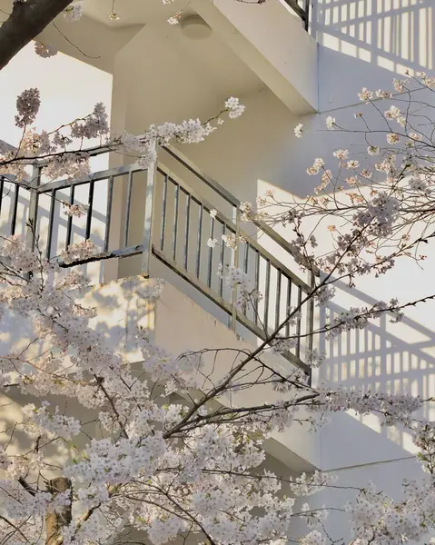 Japonya 'da kiraz çiçeği, Tokyo